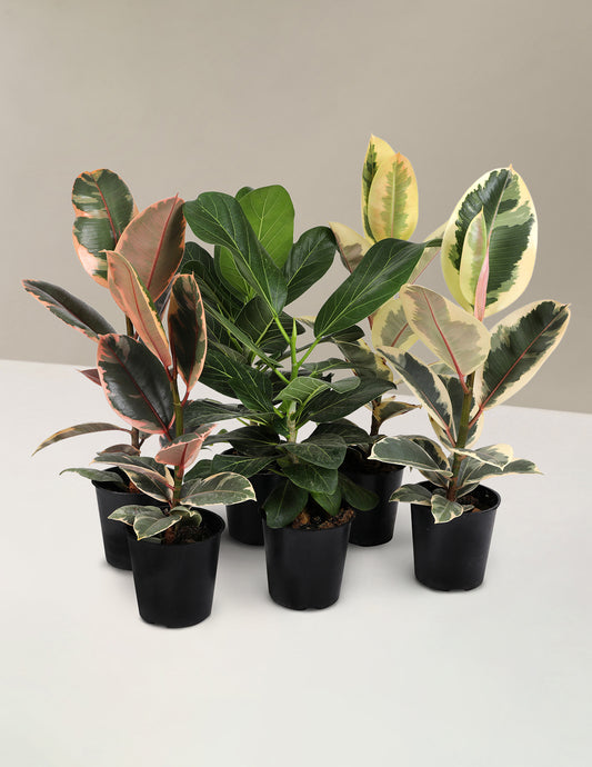 Fun Ficus Party Pack
