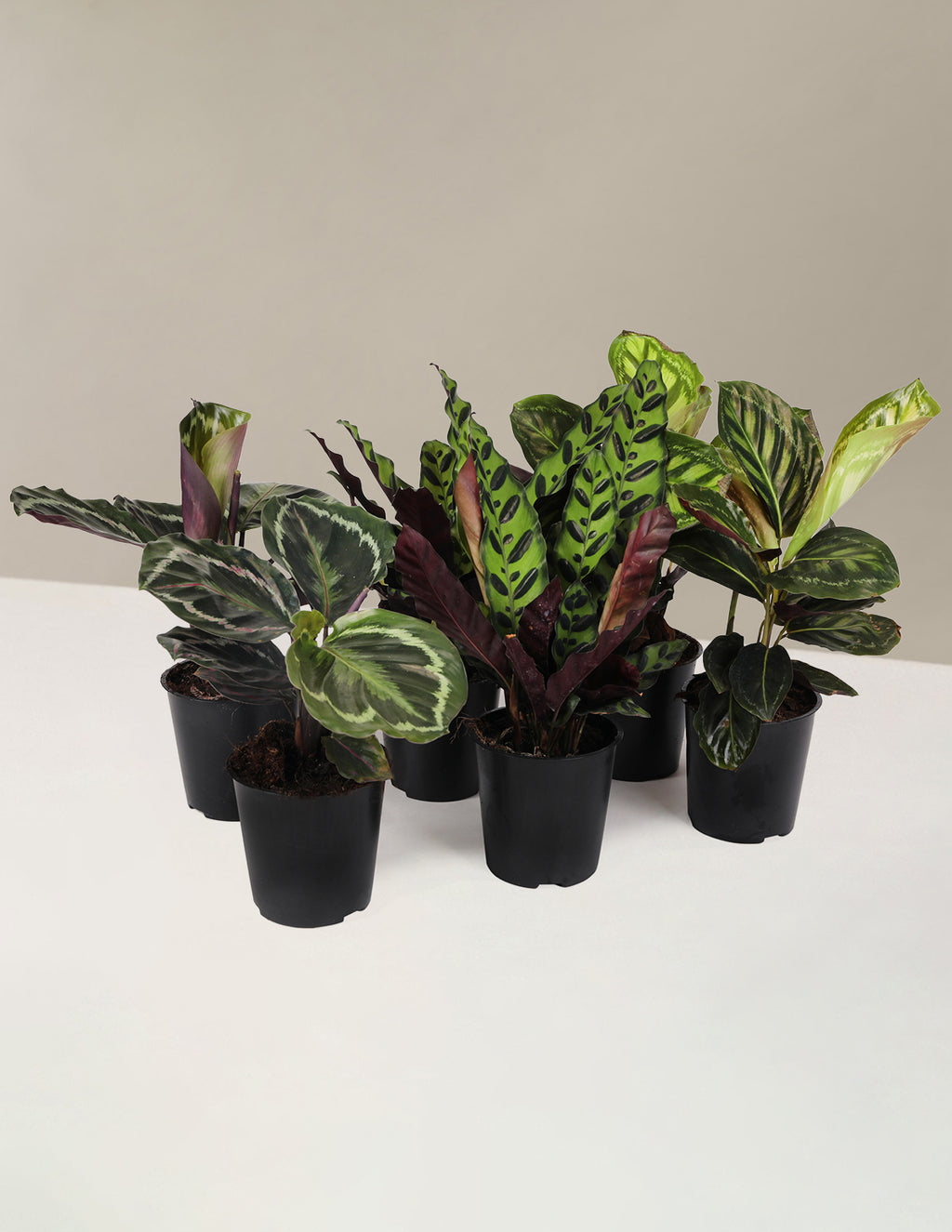 bundle | Small | Grow Pot