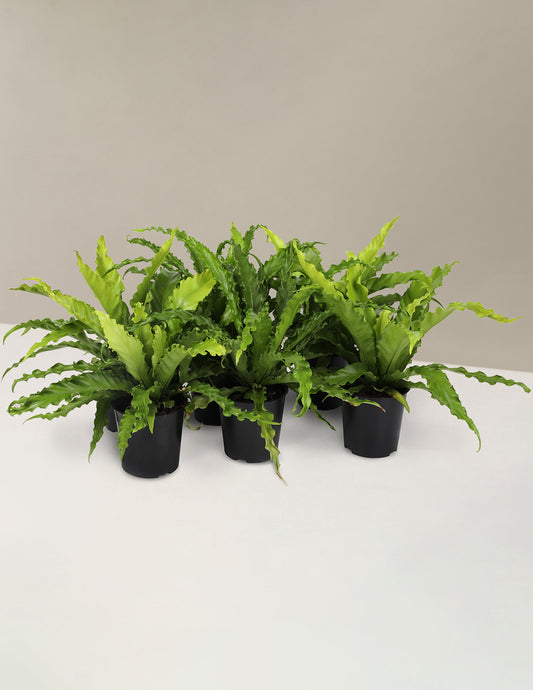 Fern Friends Party Pack