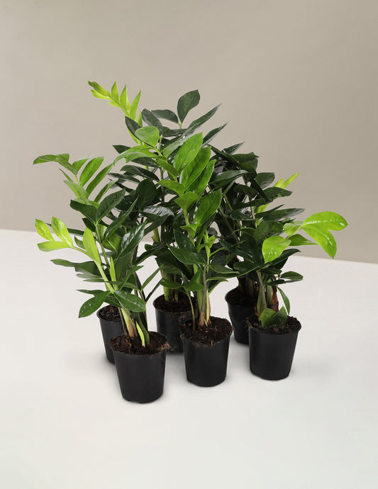 ZZ Plant Party Pack