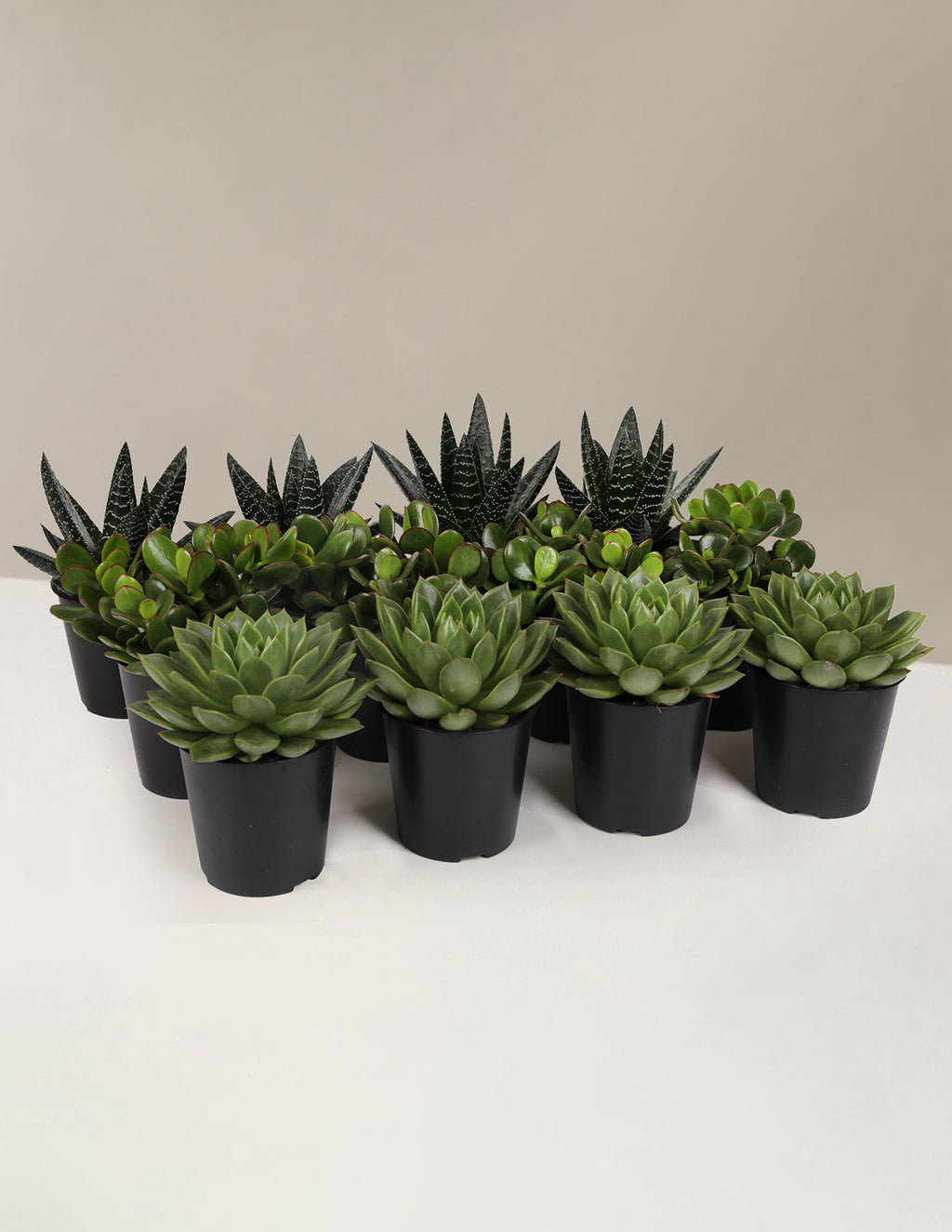 bundle | 12-Pack | Grow Pot