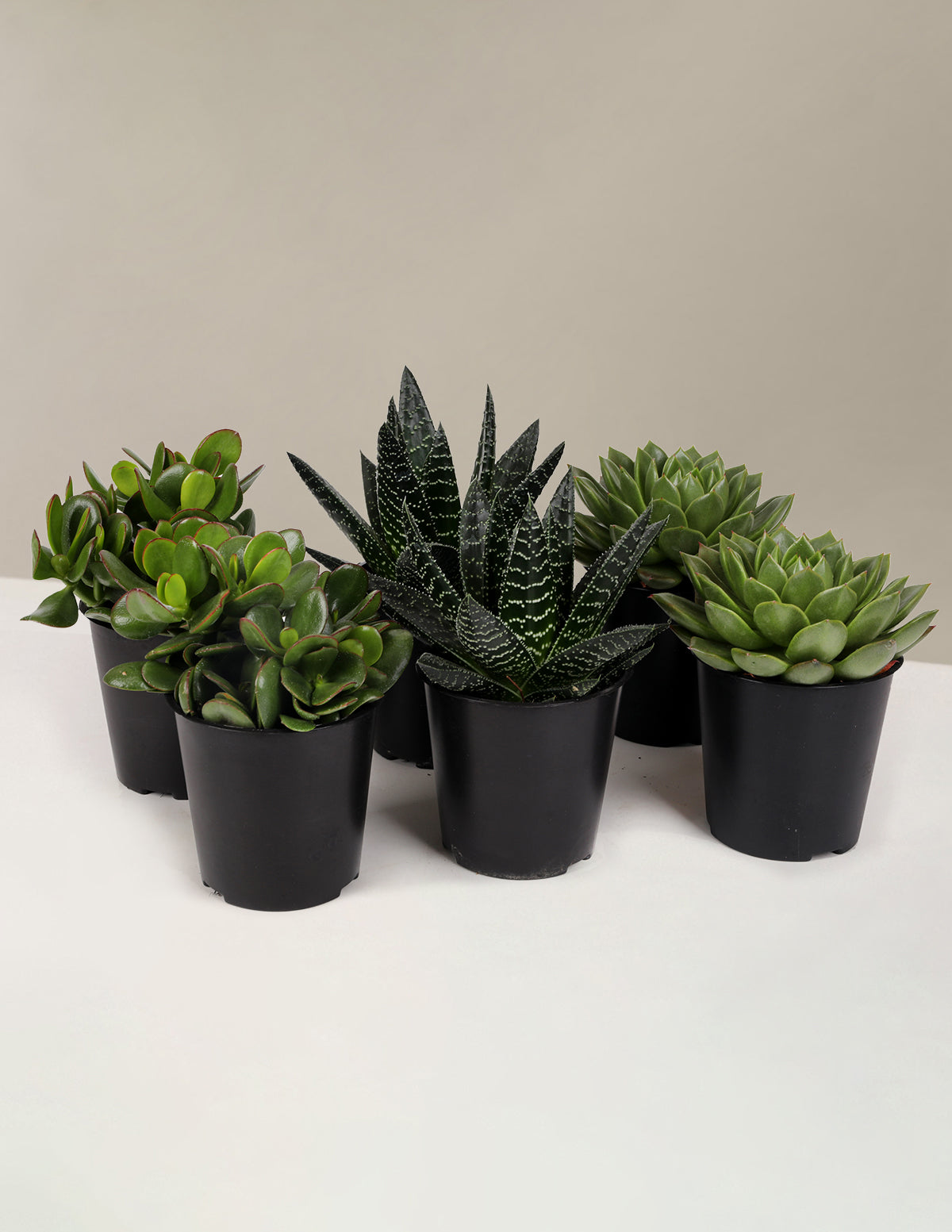 Succulent Squad Party Pack