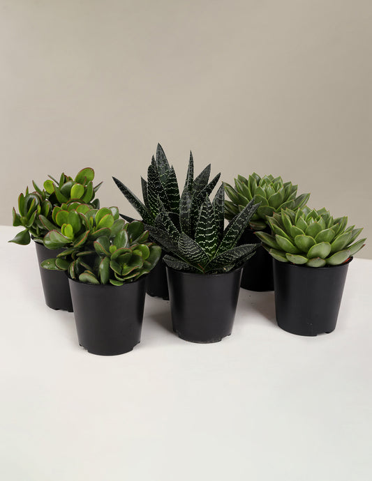 Succulent Squad Party Pack