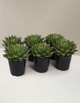 bundle | 6-Pack | Grow Pot