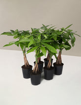 bundle | Small | Grow Pot