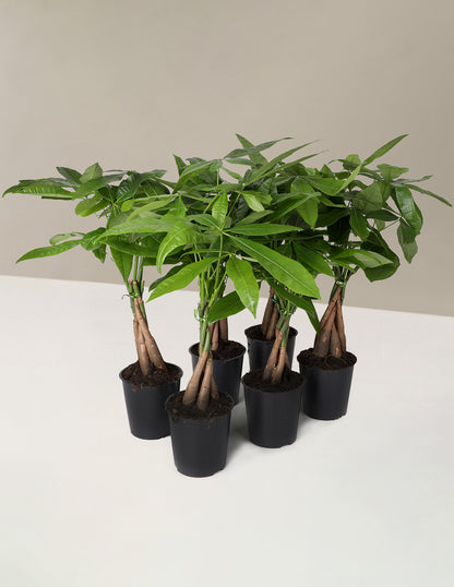 Feng Shui Party Pack
