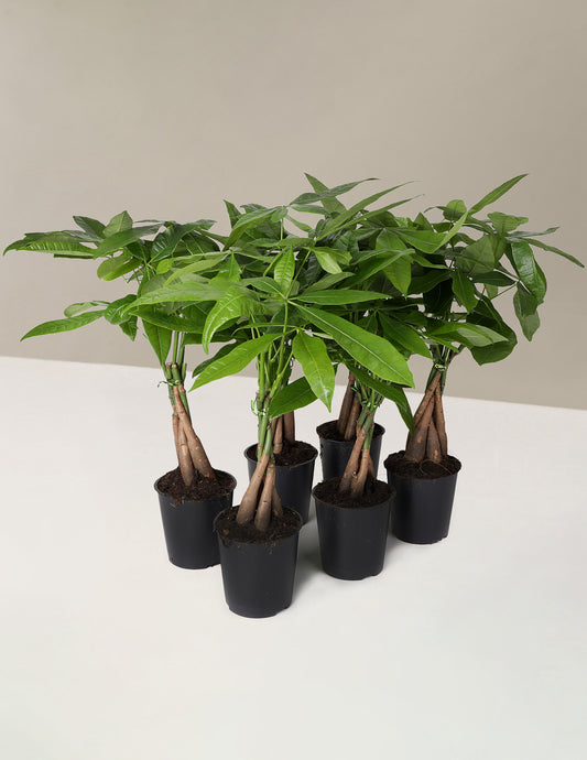 Feng Shui Party Pack
