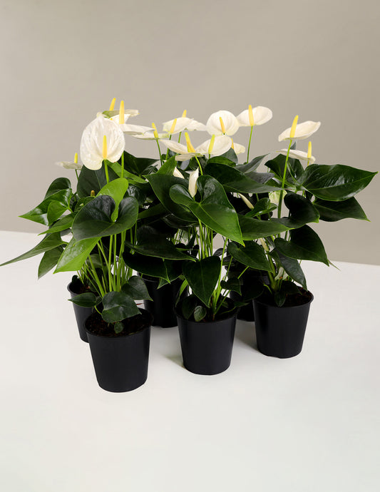 White Anthurium Party Pack