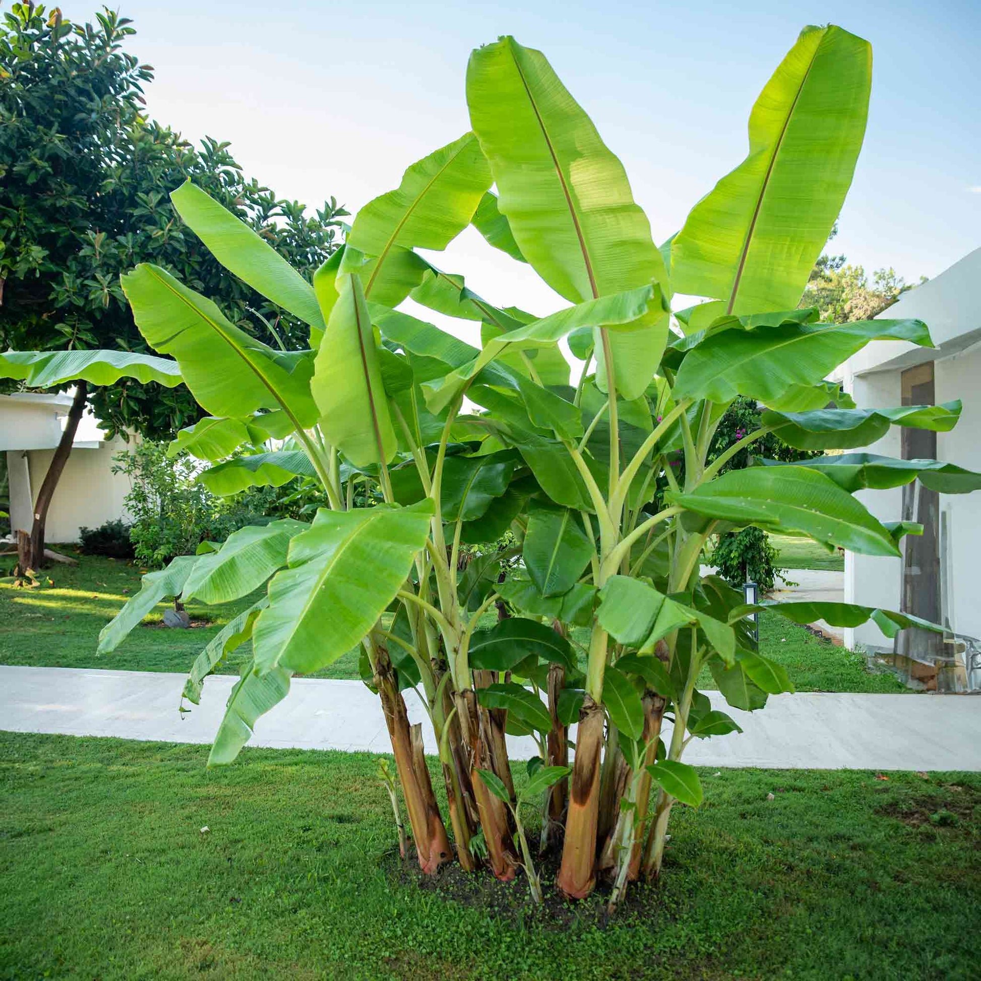 banana palm leaf plant Cold Hardy Banana Tree