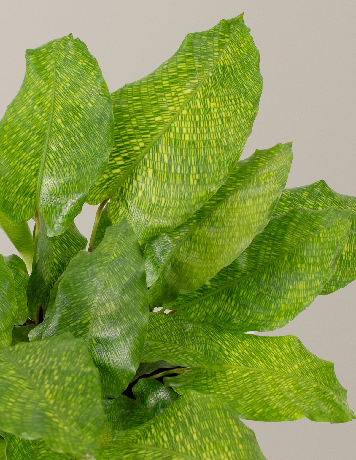 Calathea Network | Houseplants Safe for Pets Delivery