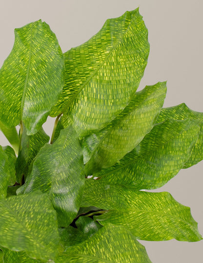 Calathea Network