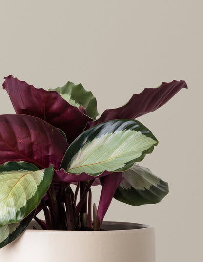 Calathea Rosy