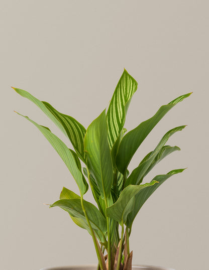 Calathea Vittata