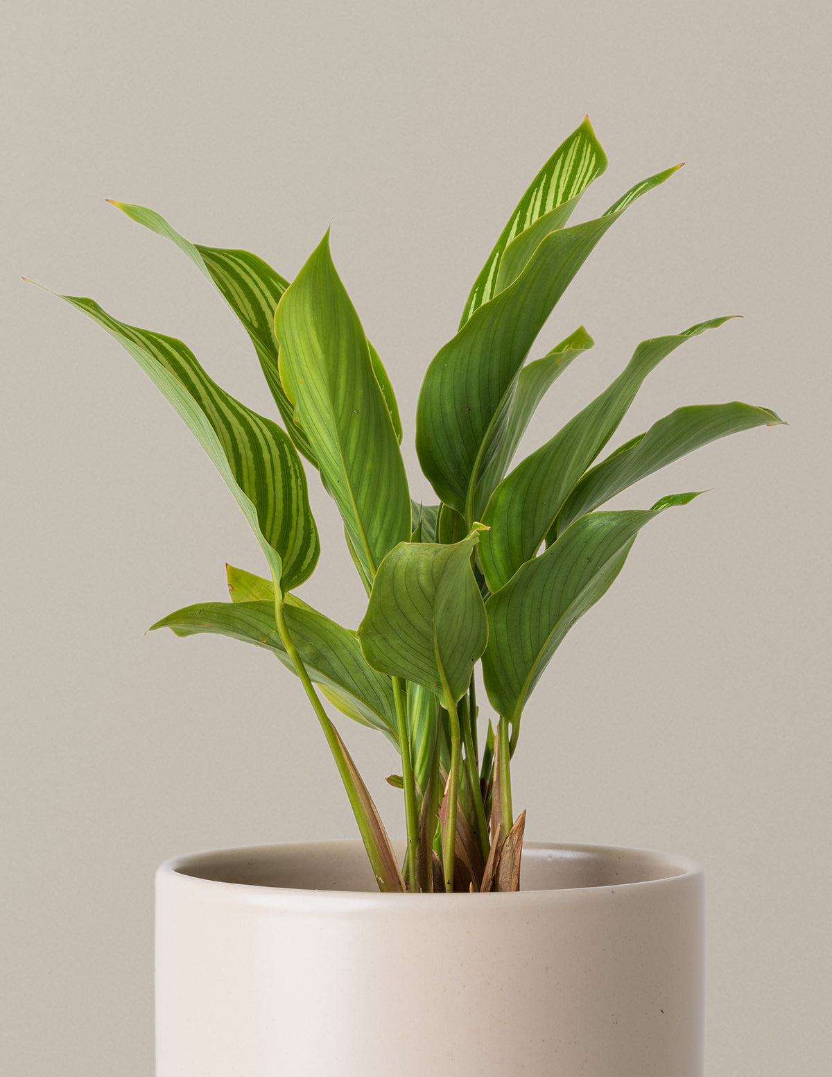 Calathea Vittata | Houseplants Safe for Pets Delivery