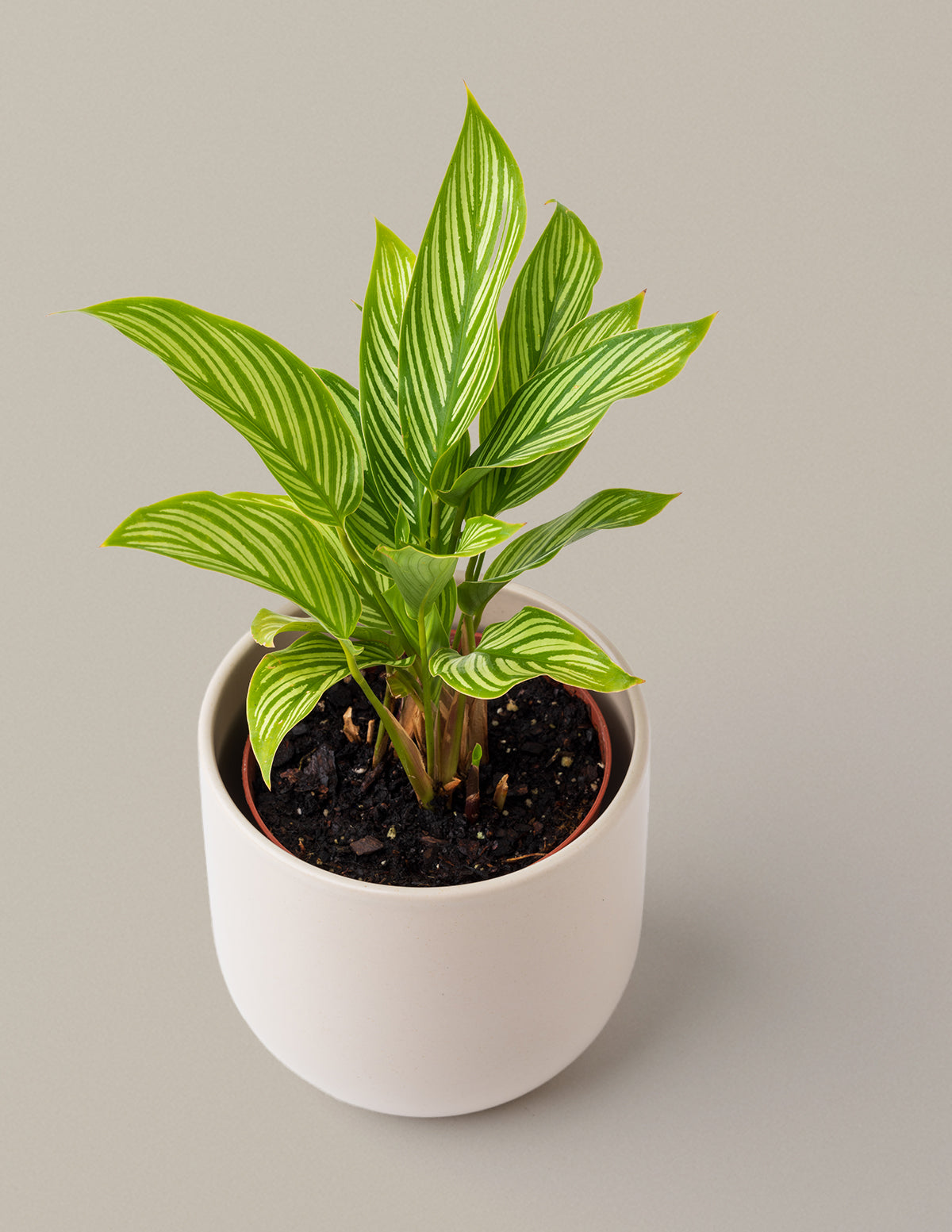 Calathea Vittata
