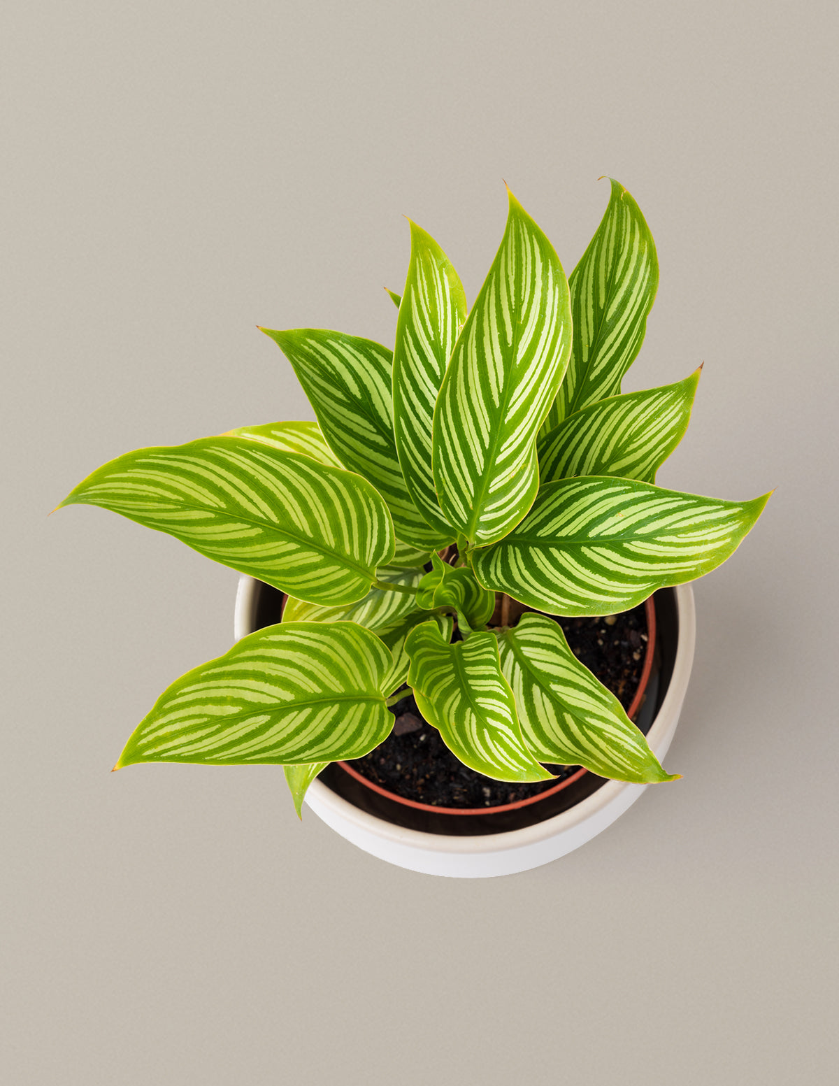 Calathea Vittata