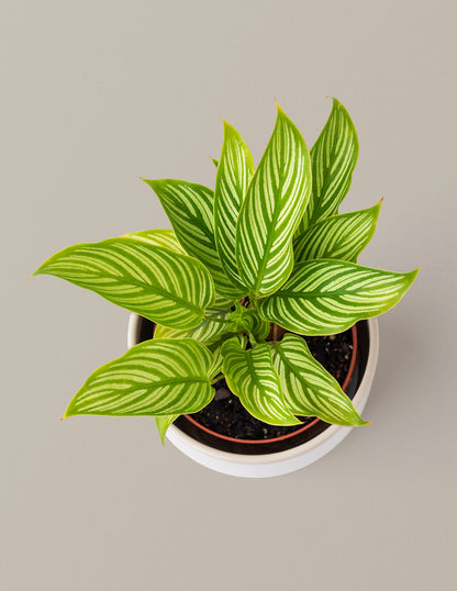 Calathea Vittata