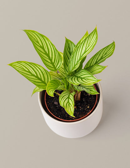 Calathea Vittata