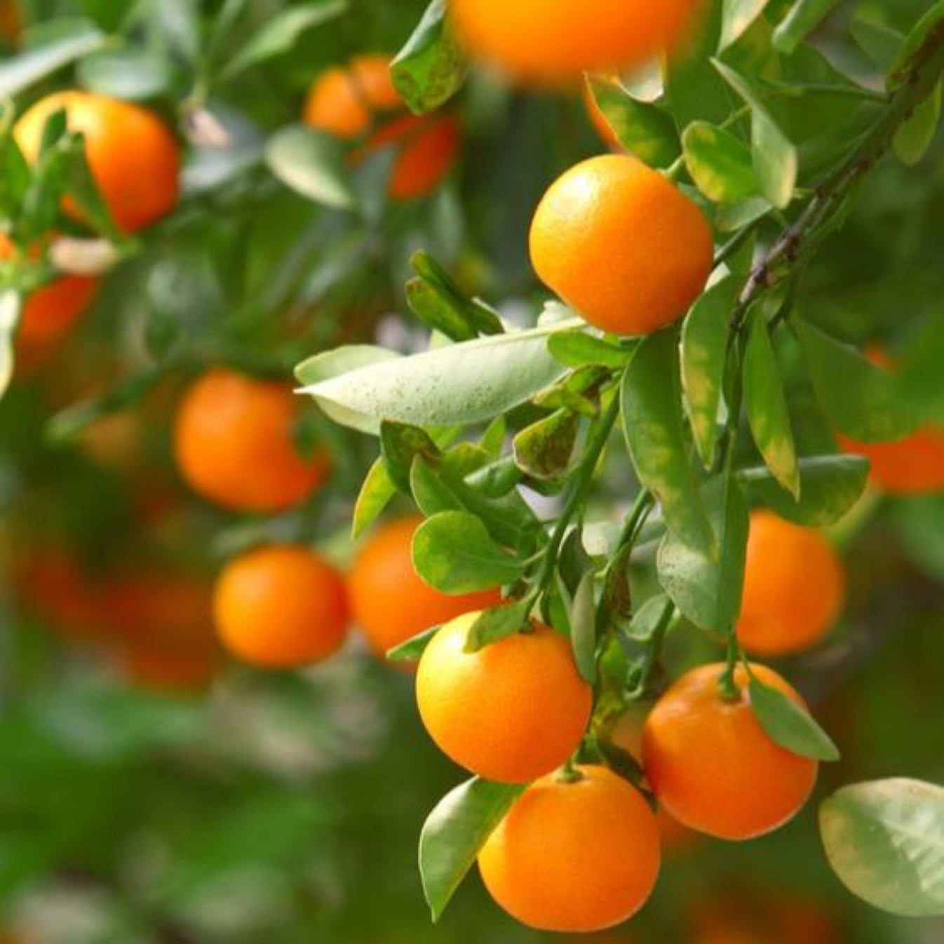 California Honey Mandarin Tree | The Sill