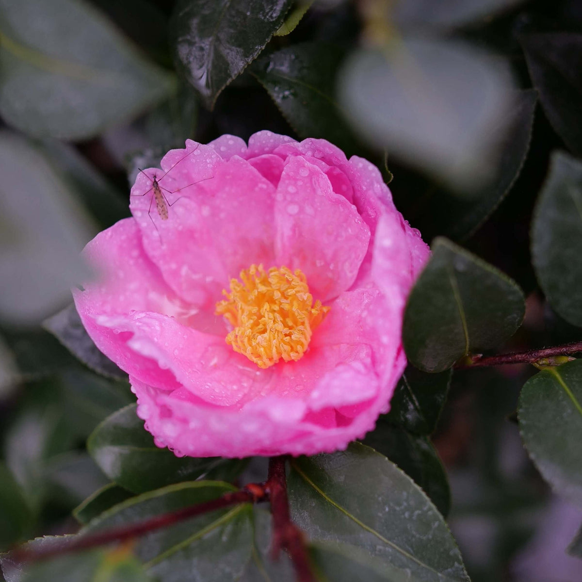 Just Chill® Double Mauve Camellia