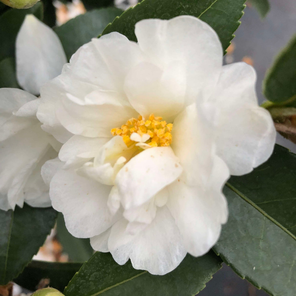 Just Chill® Double White Camellia