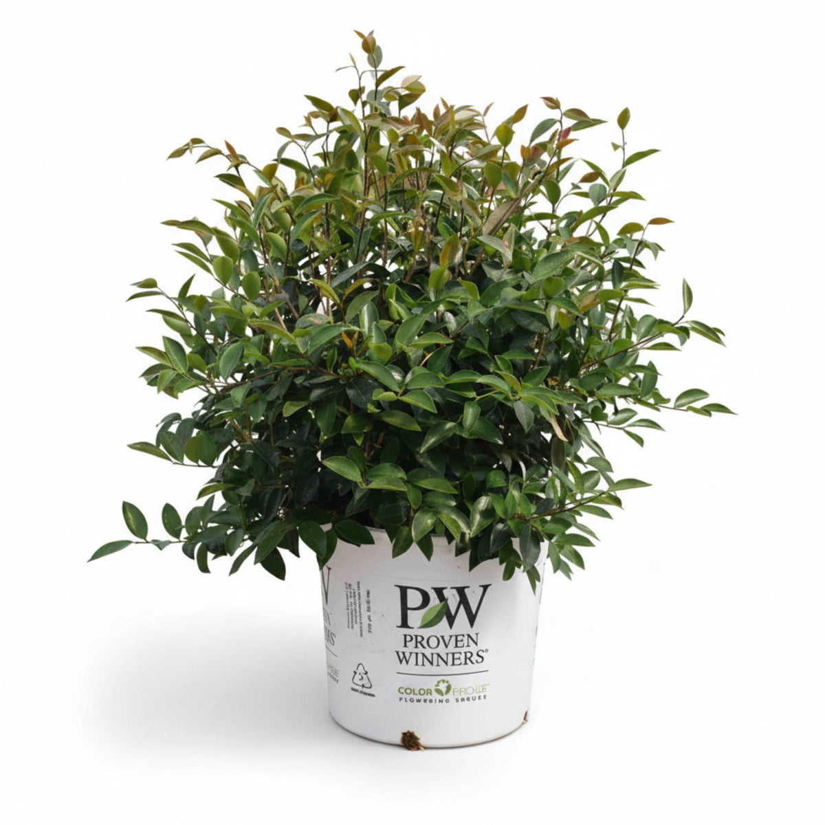 Just Chill® Double White Camellia