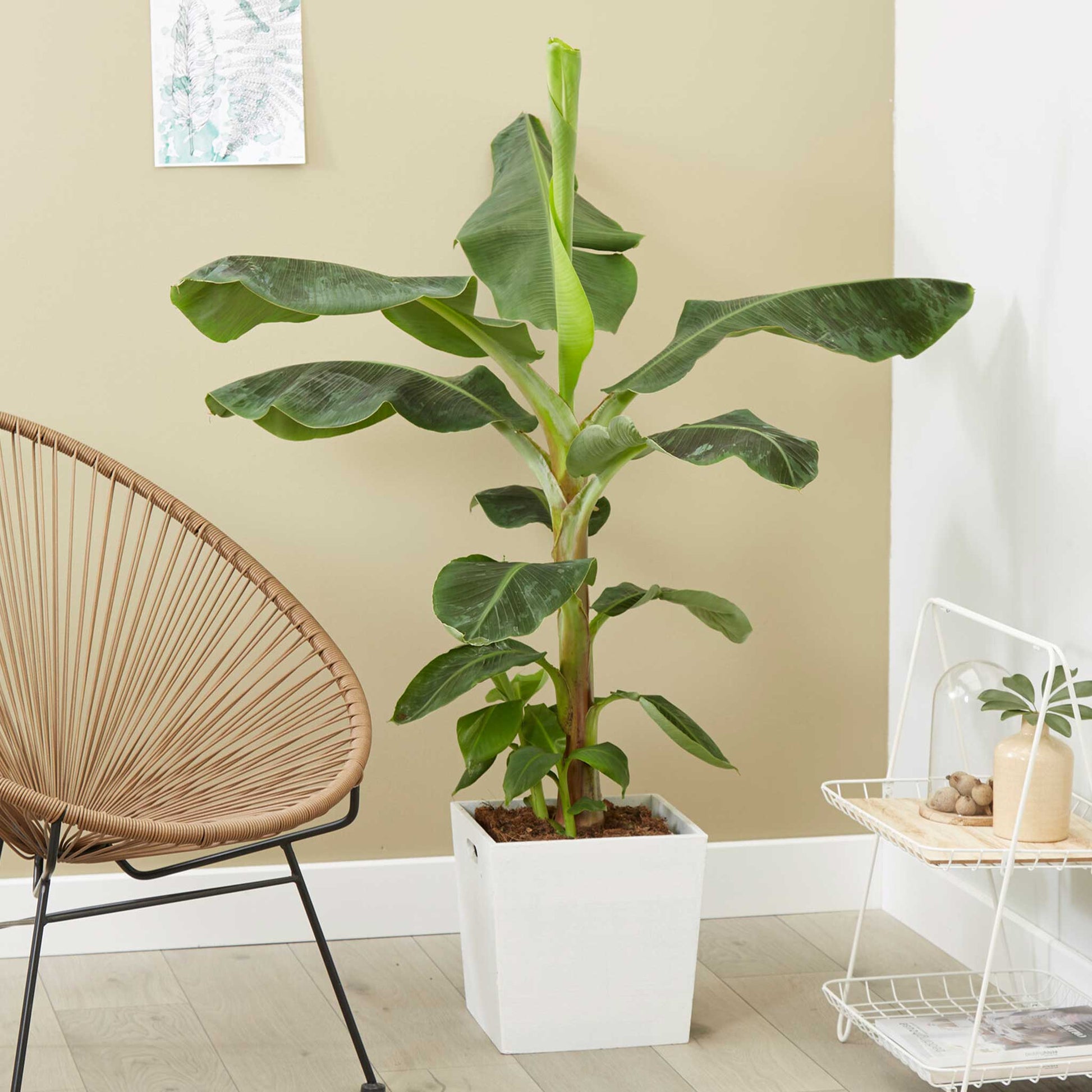 indoor banana tree plant Dwarf Cavendish Banana Tree