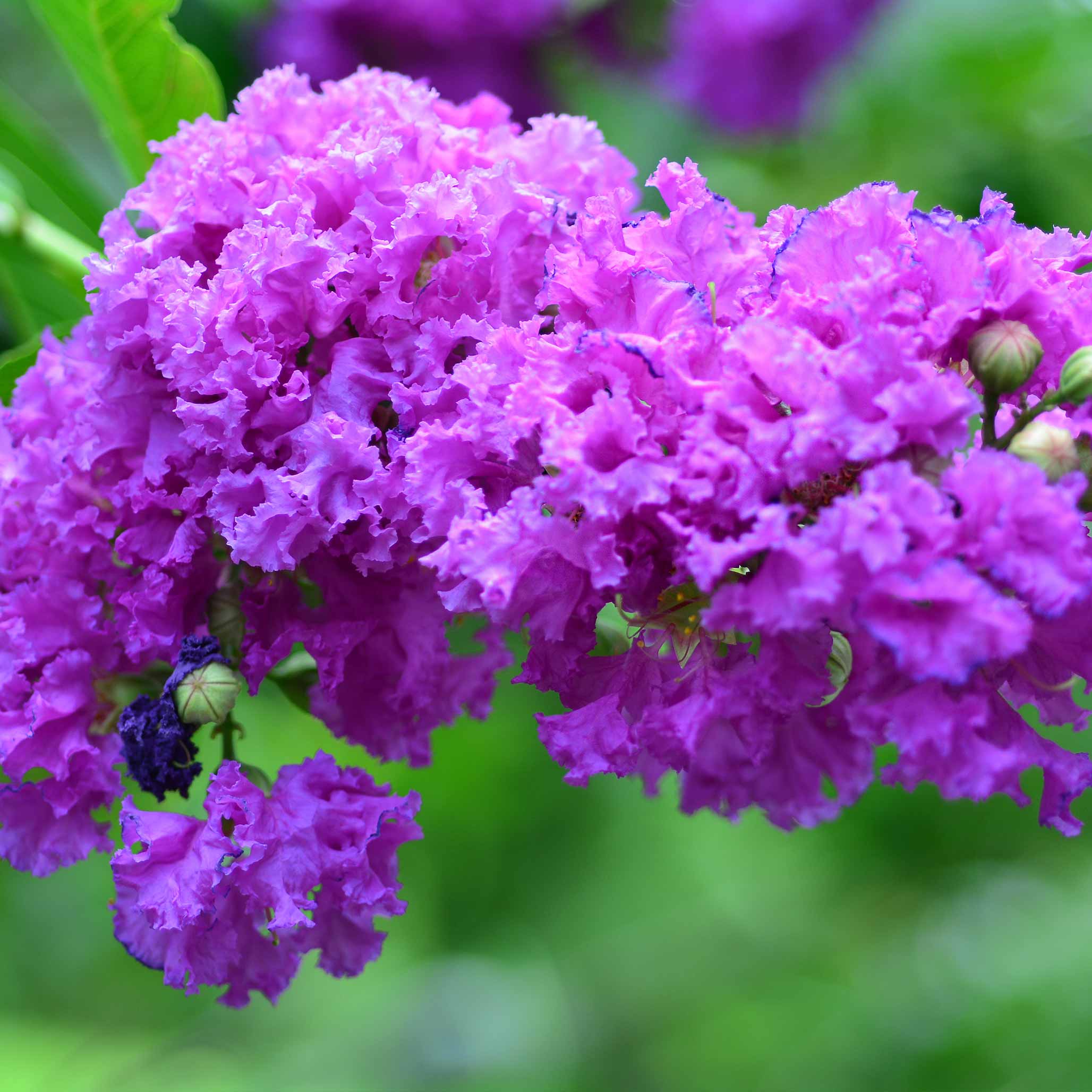 Mayrtle Tree Crape Myrtle Trees | The Sill