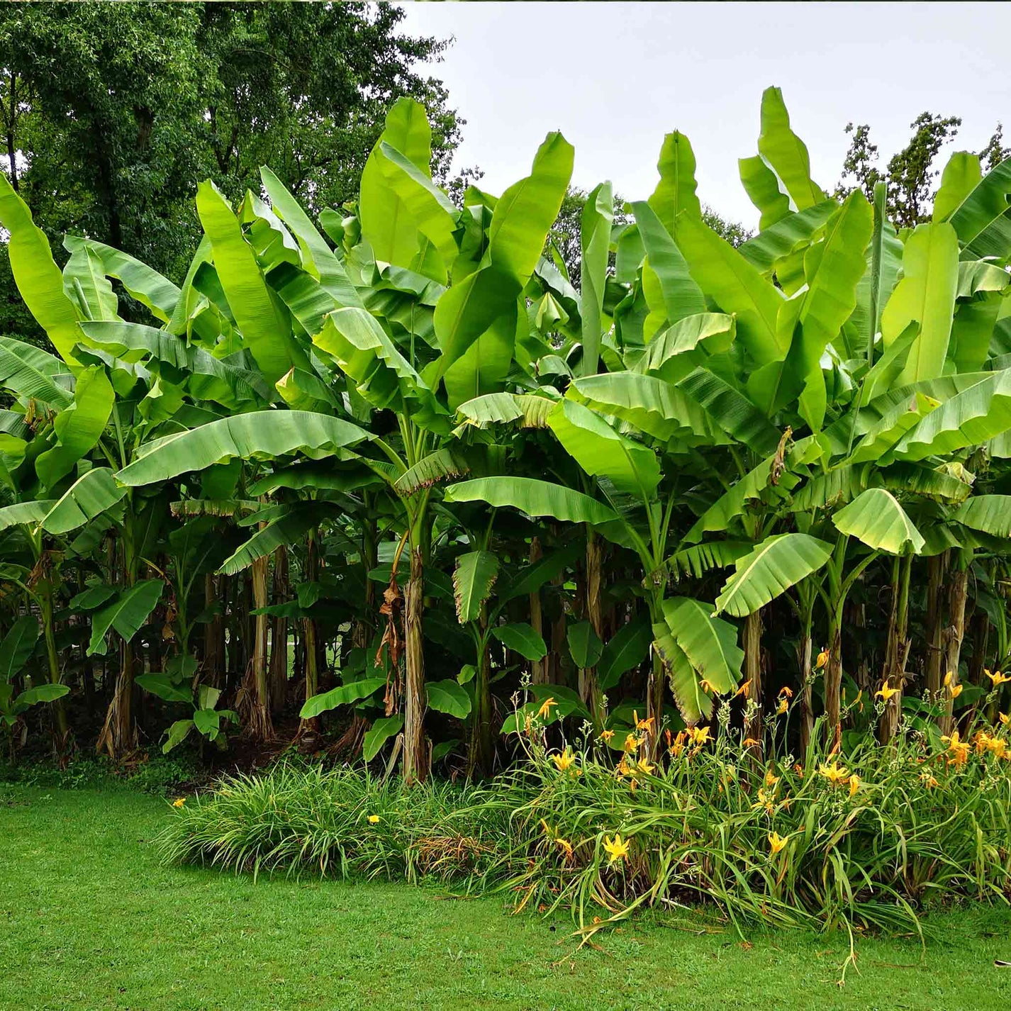 Dwarf Cavendish Banana Tree | The Sill