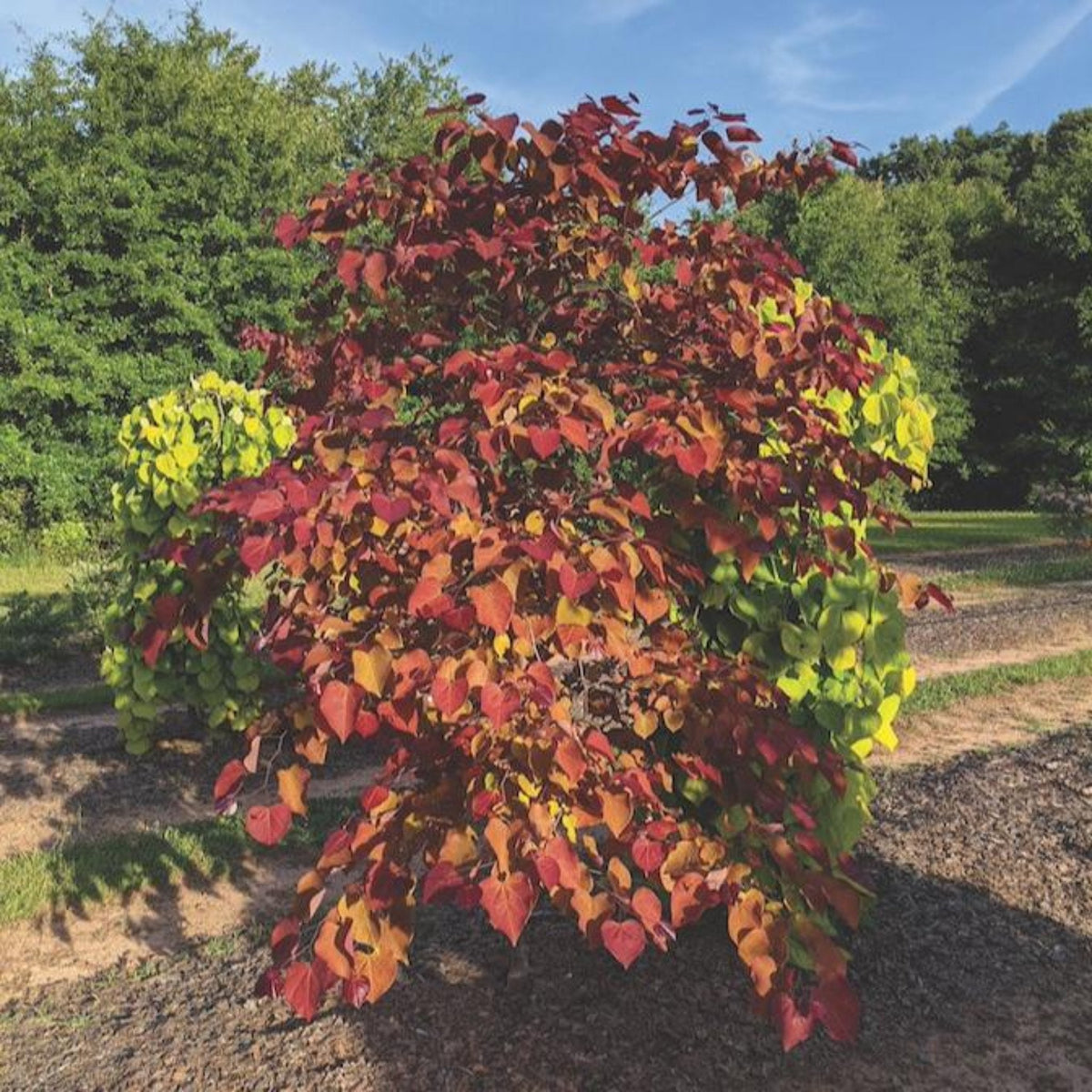 Flame Thrower® Redbud Tree | The Sill