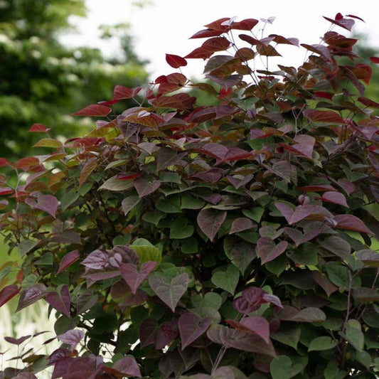 Garden Gems® Amethyst Redbud Bush