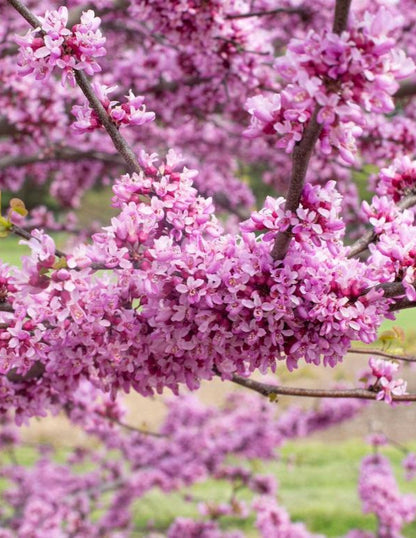 Garden Gems® Emerald Redbud