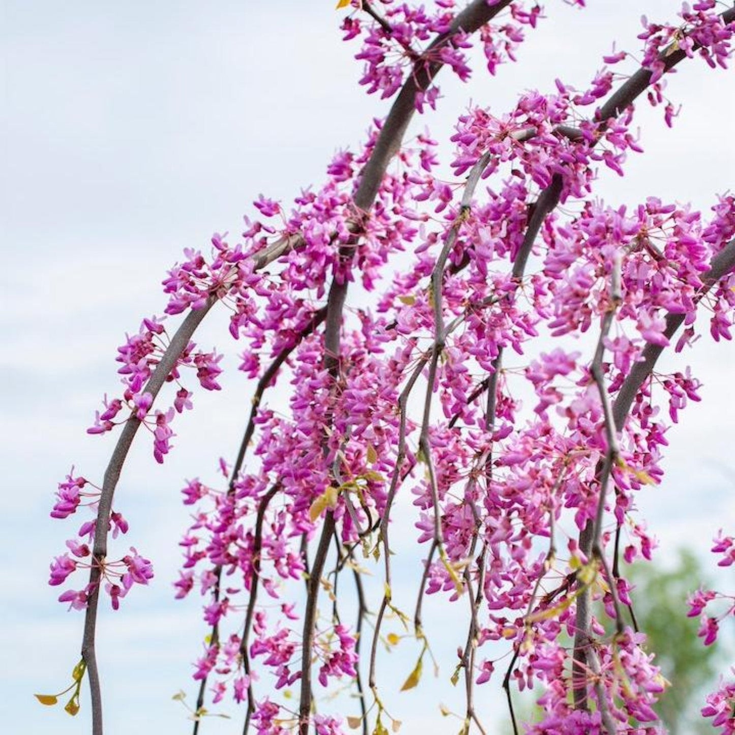 Golden Falls® Redbud Tree