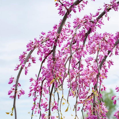 Golden Falls® Redbud Tree