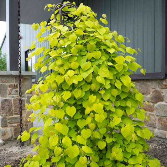 Red Boss Tree Redbud Trees | The Sill