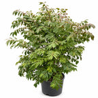 Burning Bush 'Compactus'