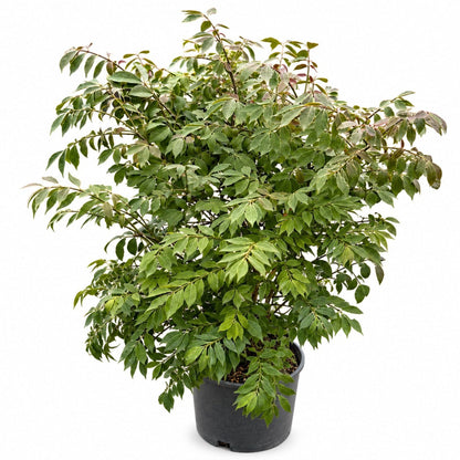 Burning Bush 'Compactus'