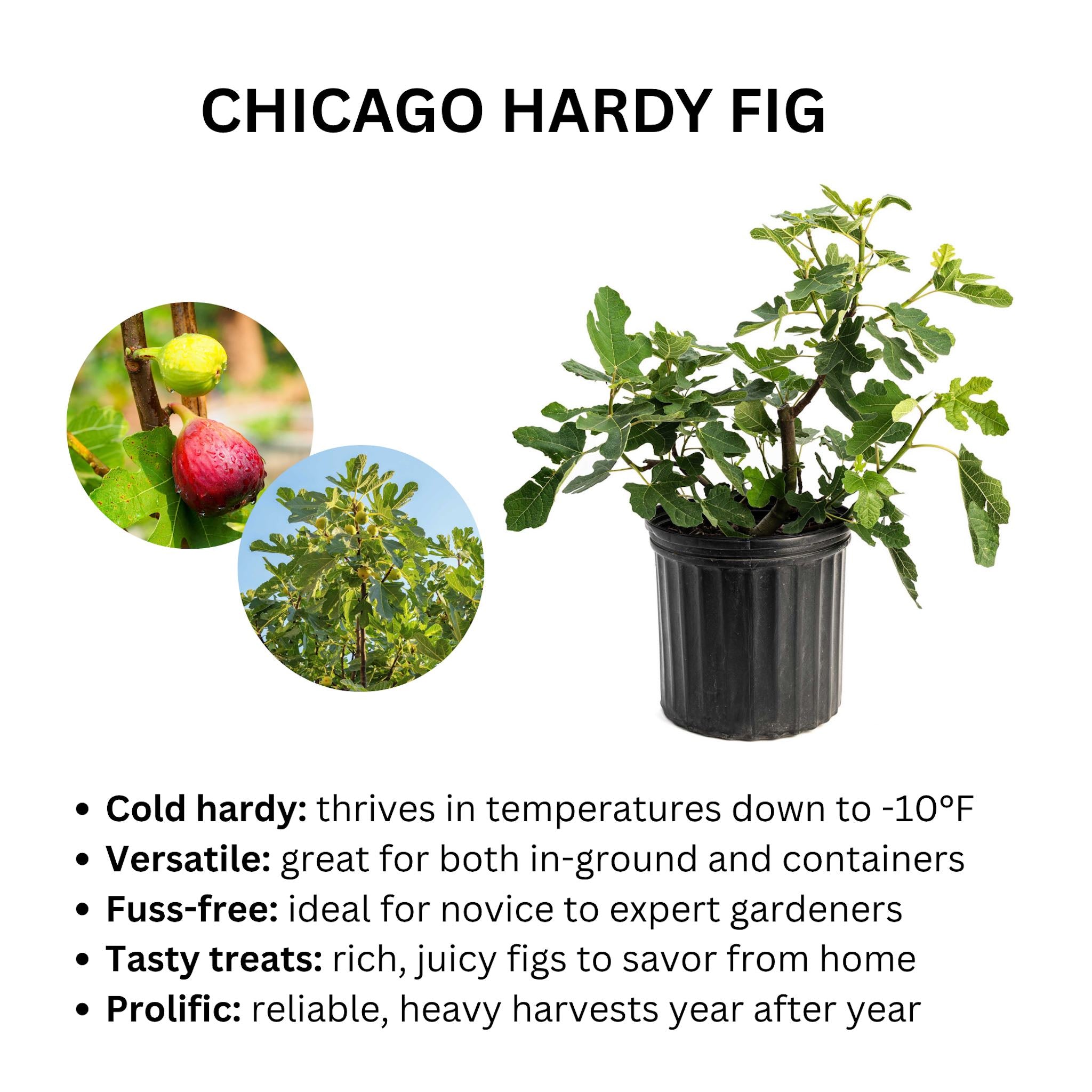Chicago Hardy Fig Tree | The Sill