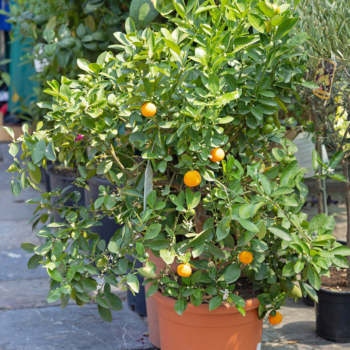 Clementine Mandarin Tree