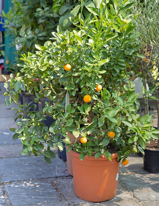 Clementine Mandarin Tree