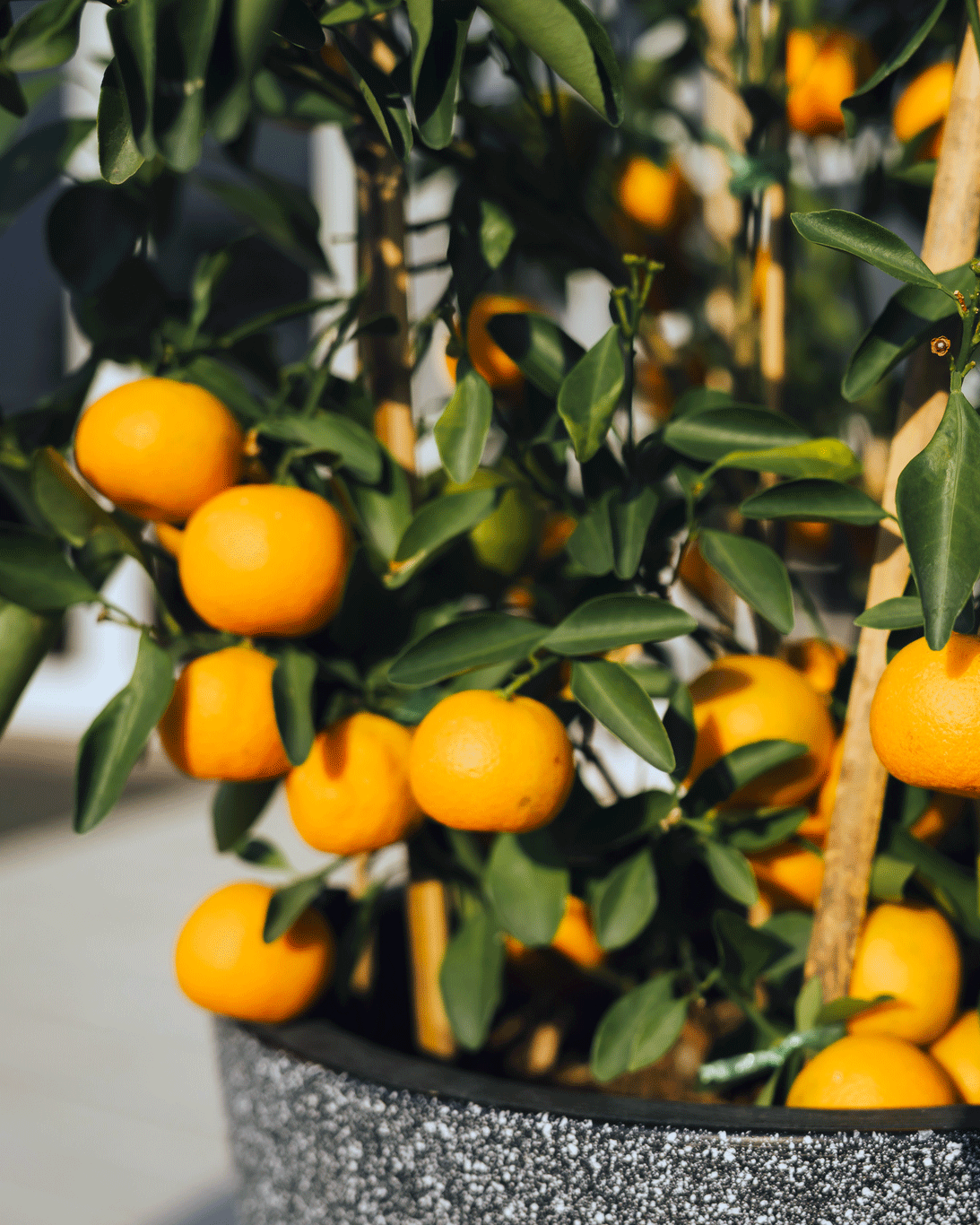 mandarin plant in pot Clementine Mandarin Tree