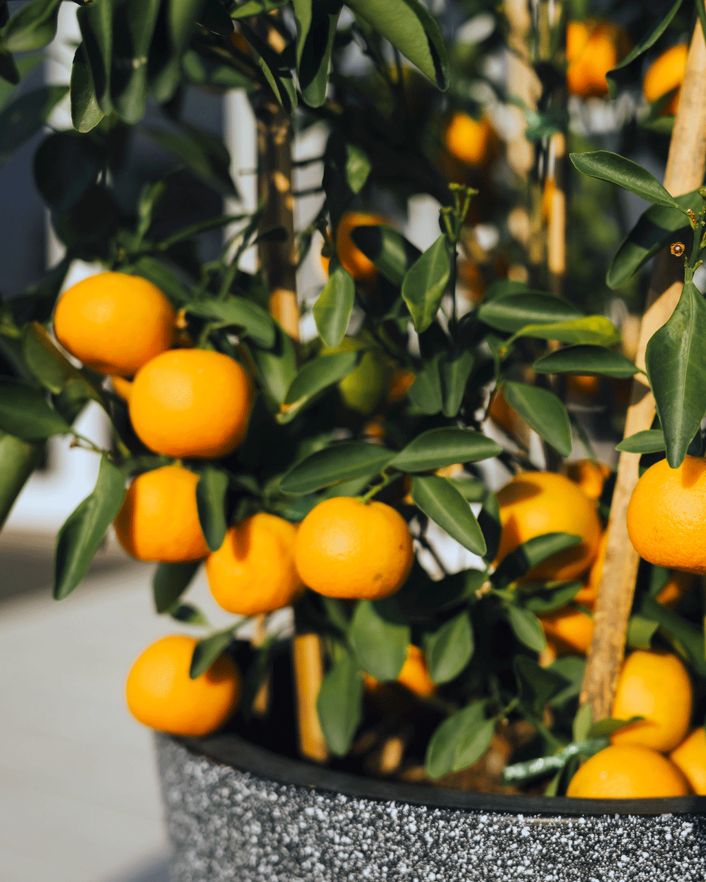 Clementine Mandarin Tree