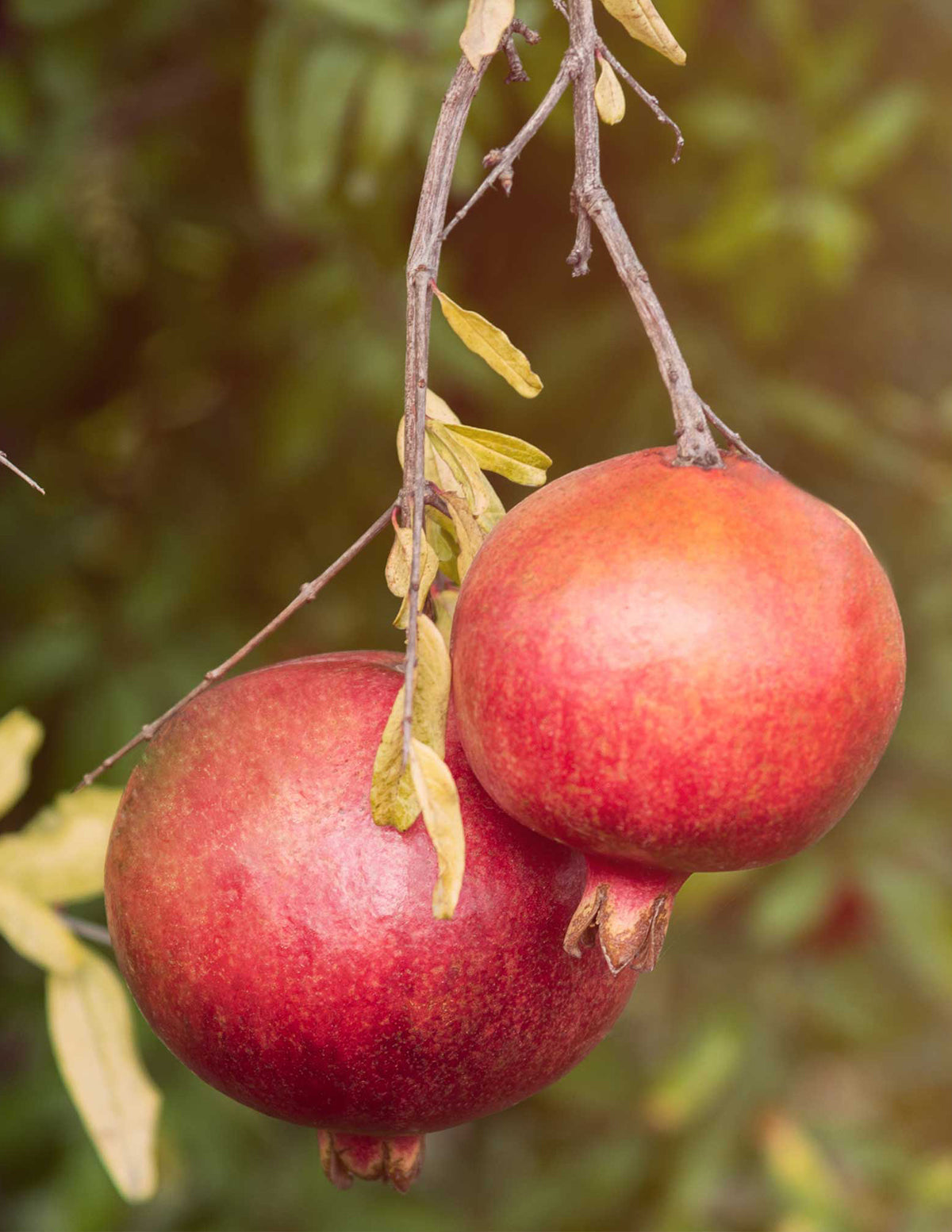 Cold Hardy Red Pomegranate