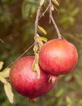 Cold Hardy Red Pomegranate