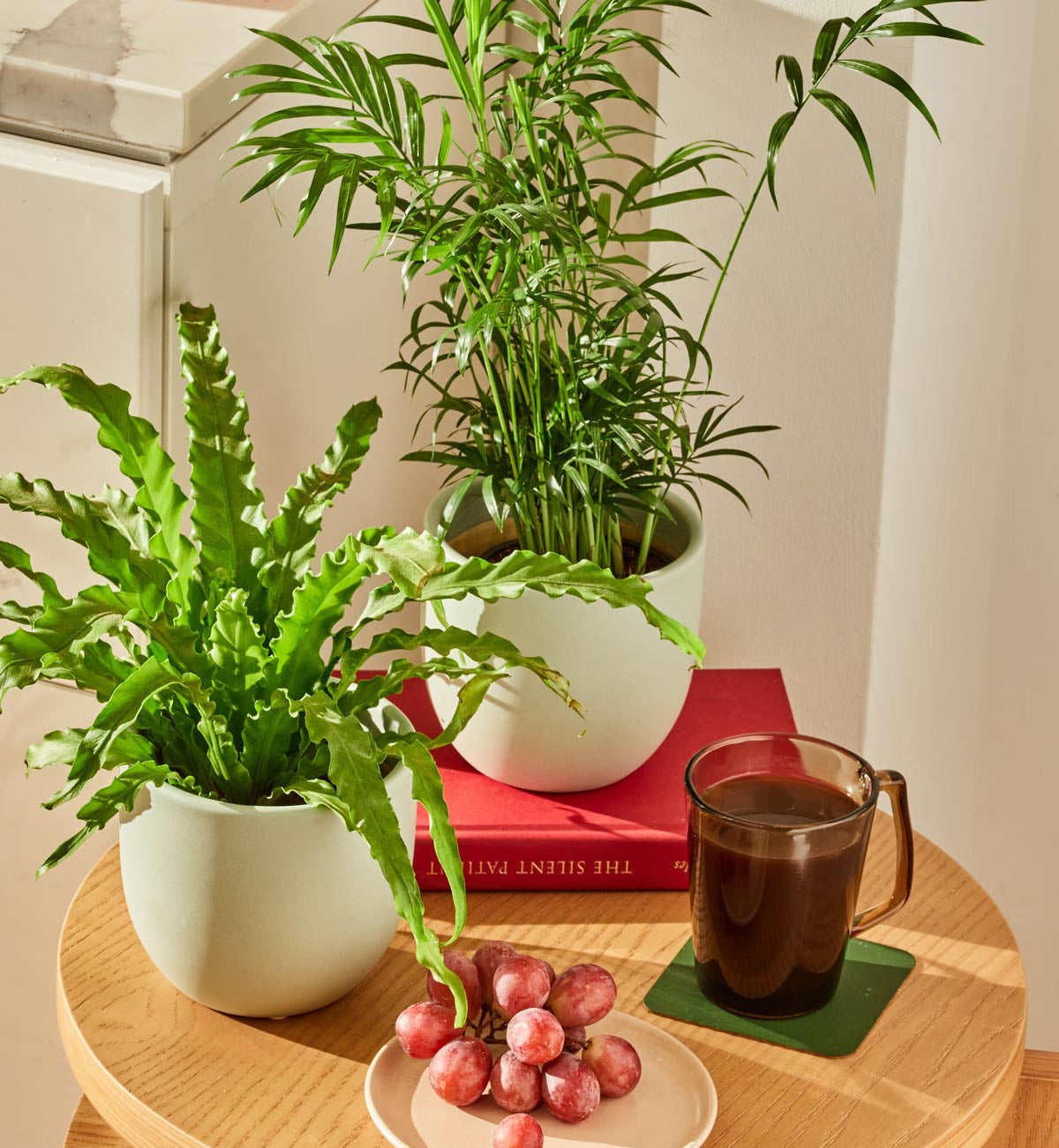 ferns and petals indoor plants Fern Friends Party Pack