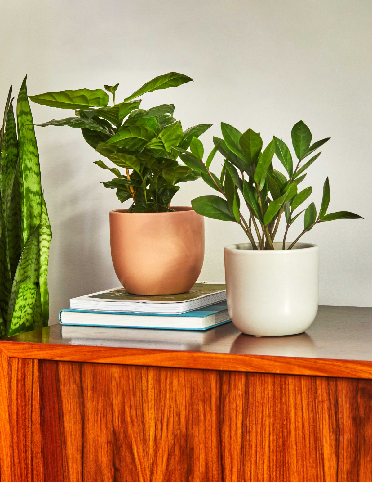 coffee table plant pots ZZ Plant Party Pack - Small (9"-12" tall) Grow Pot