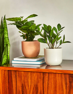 ZZ Plant Party Pack