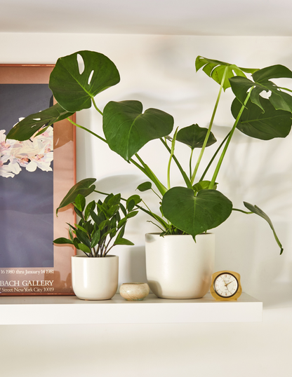 Small & Medium Grant Ceramic Planter Duo