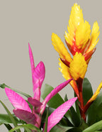 Bromeliad Antonio Pink