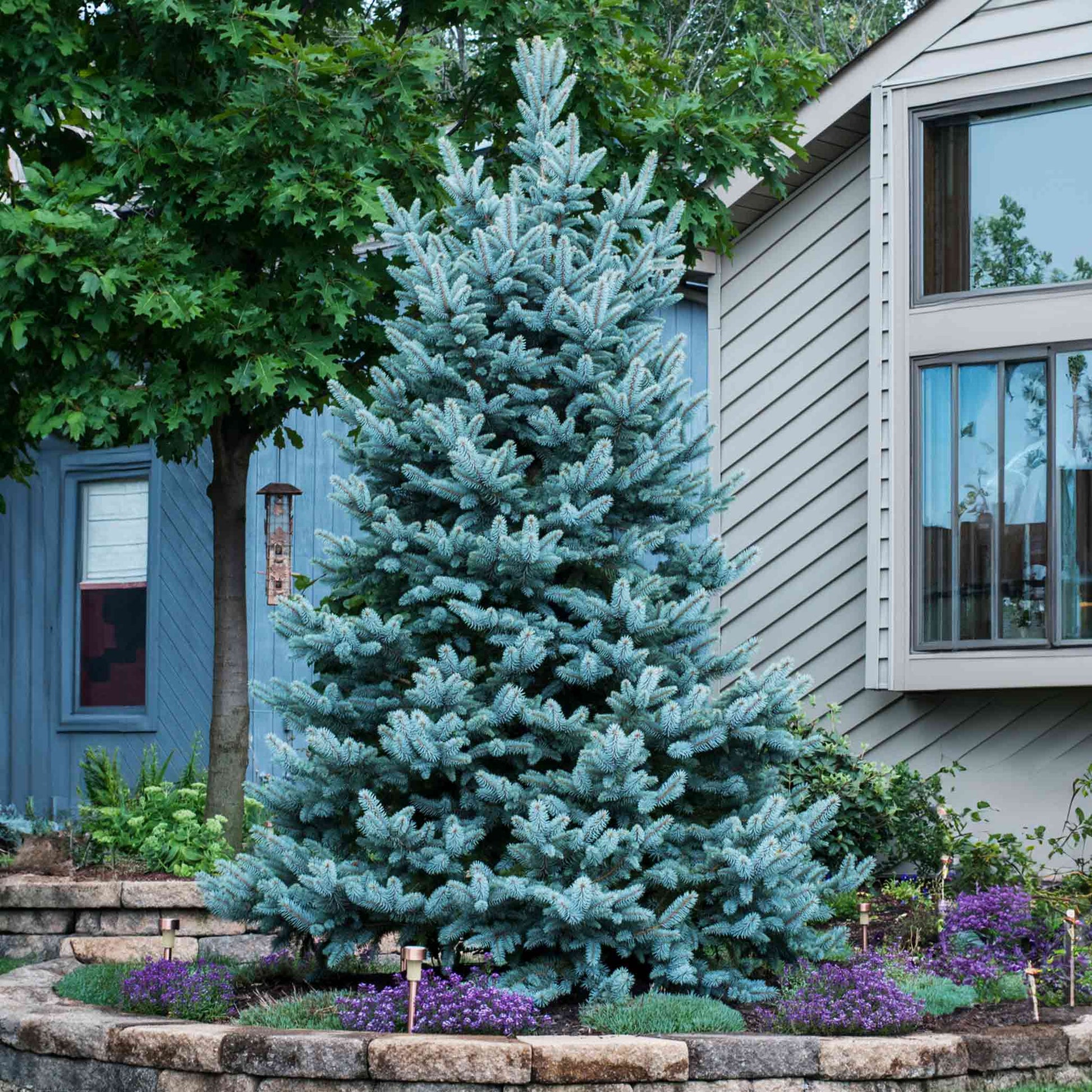 planting blue spruce near house Colorado Blue Spruce